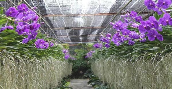 4 Loại vật liệu lợp mái che trồng hoa lan hàng đầu hiện nay